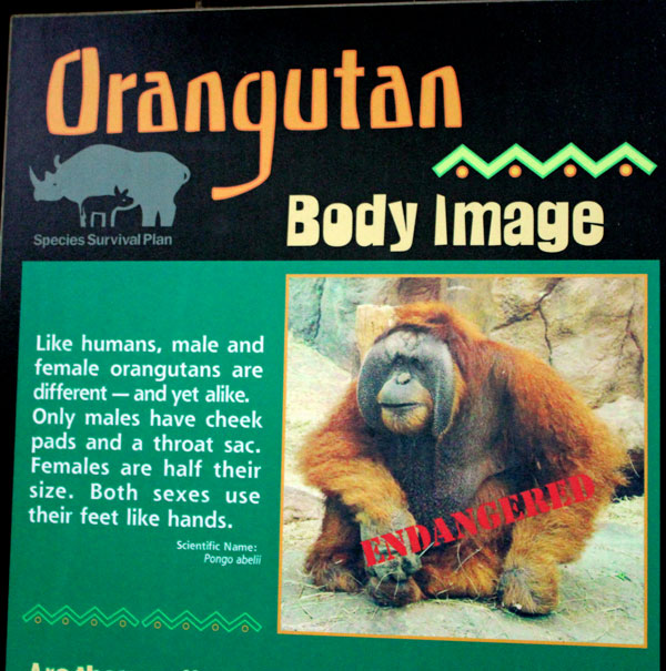 Orangutan information