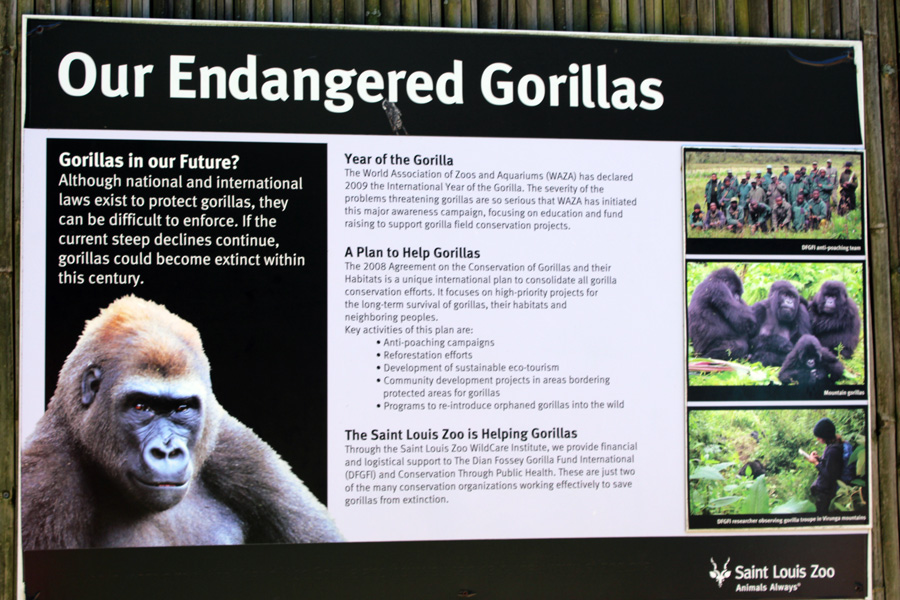 sign about Gorillas