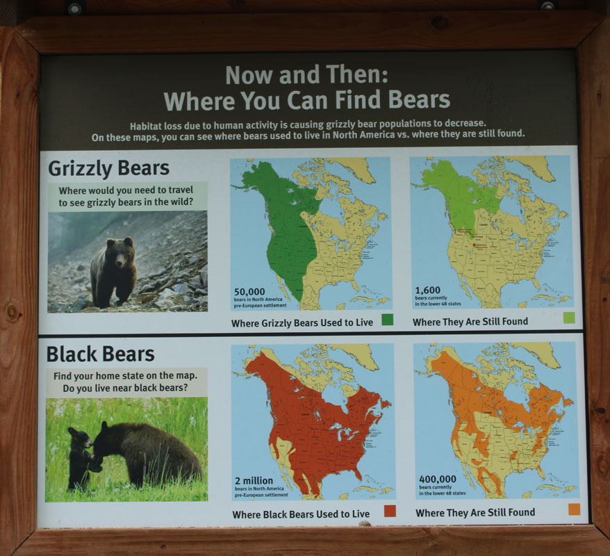 poster where bears can be found