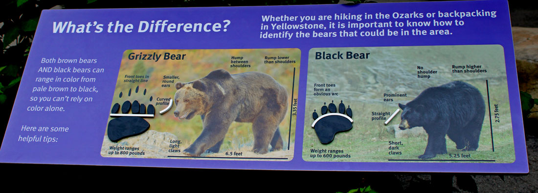 difference between bears