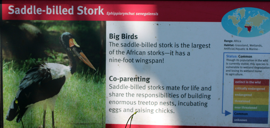 Saddle-billed Stork sign