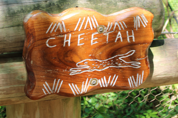 Cheetah sign