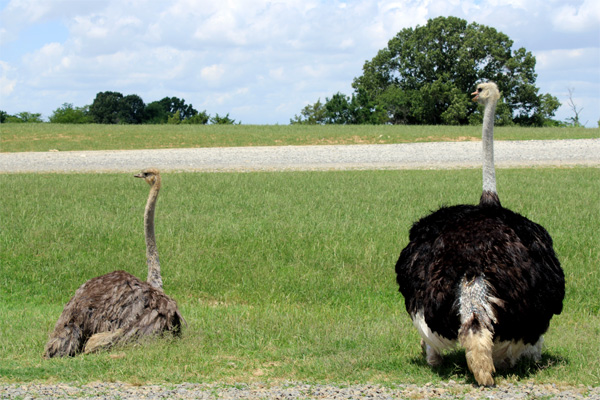 two Ostrich