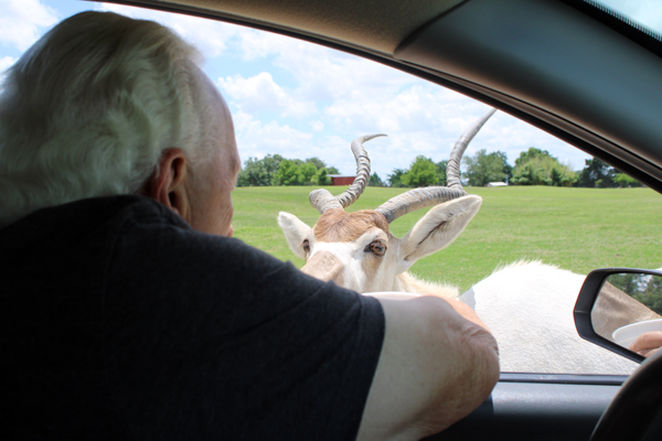 Lee Duquette feeding a gazelle