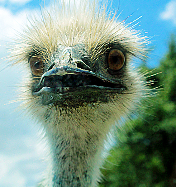 scary ostrich