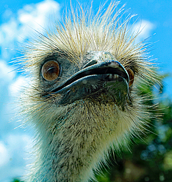 scary ostrich