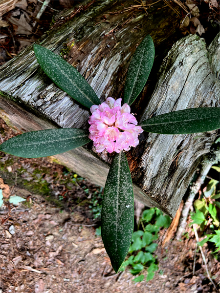 Pretty flower on a log