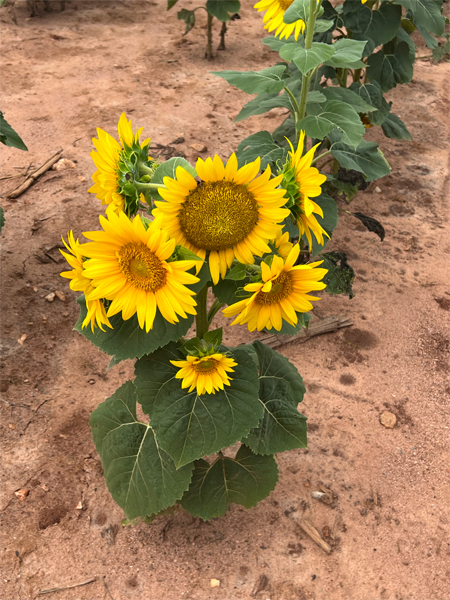 Several sunflowers on one stem