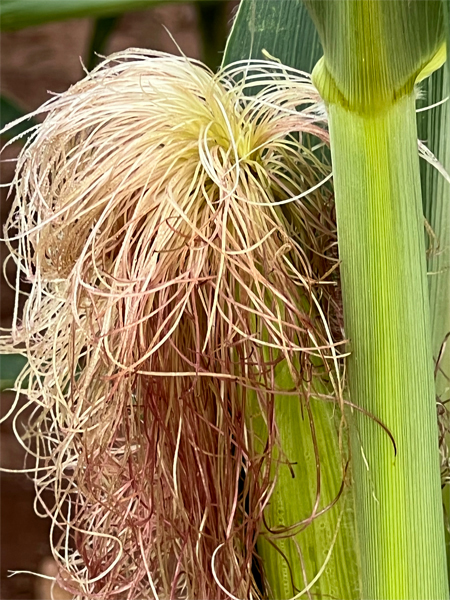 Corn-on-the-cob stalks