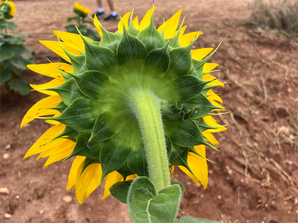 the backside of a sunflower