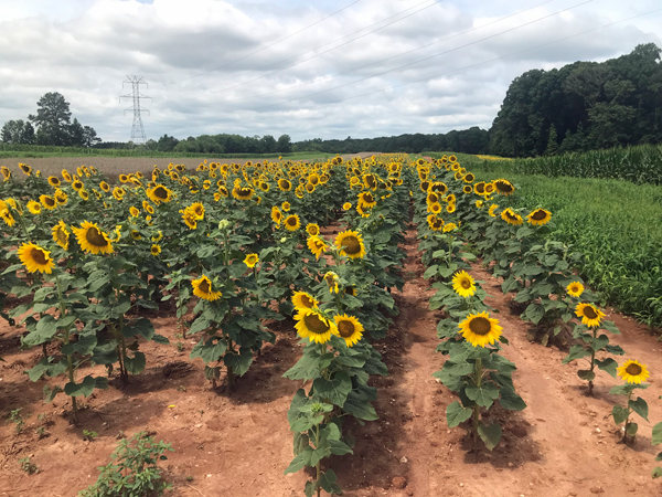 the smaller Sunflower field