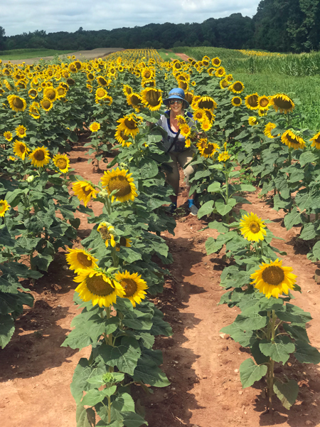 the smaller Sunflower field and Karen Duquette