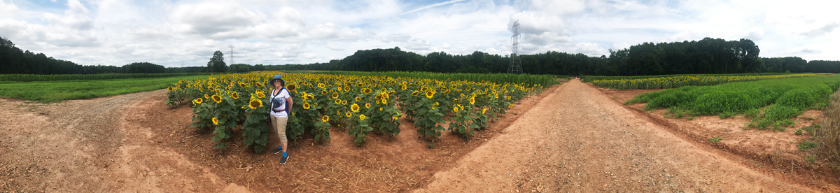 panorama, Karen Duquette and sunflowers