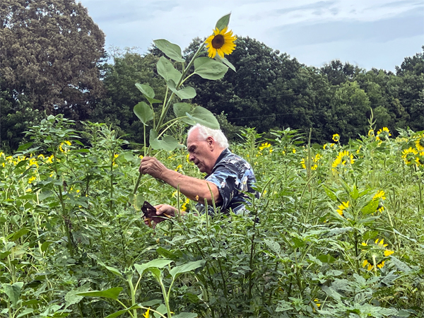 Lee Duquette clipping a sunflower