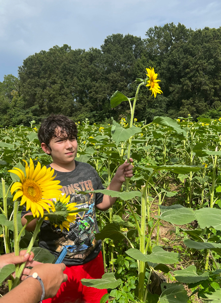 great-grandson and sunflowers