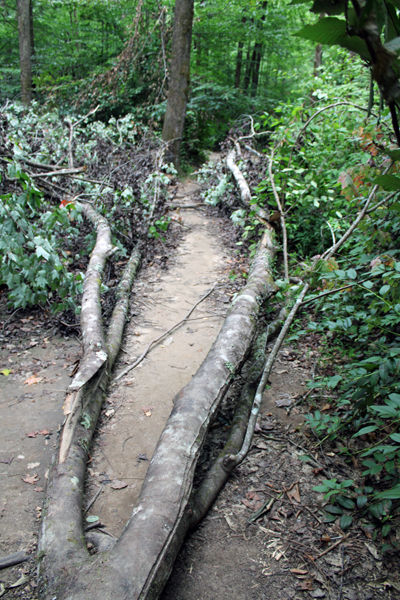 part of a fallen tree