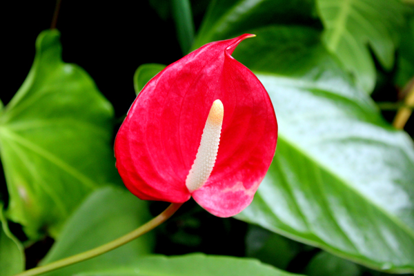 Hawaiian flower