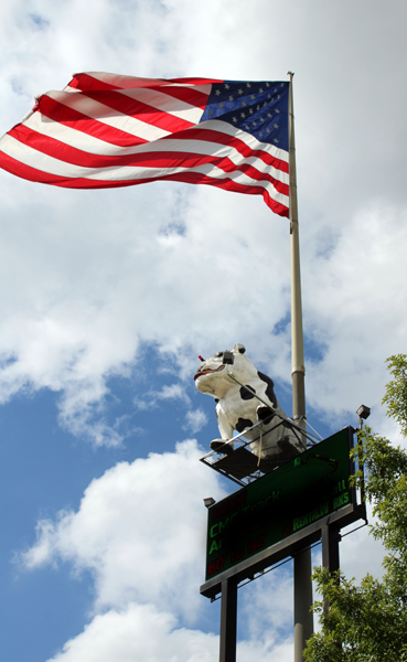 Bulldog and USA flag