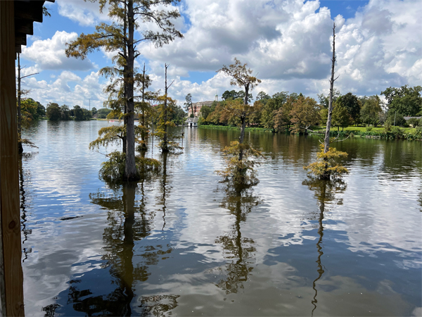tranquil views of the Bayou DeSiard