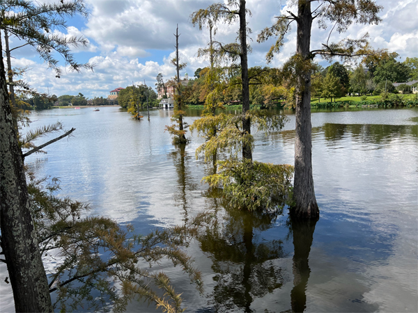 tranquil views of the Bayou DeSiard