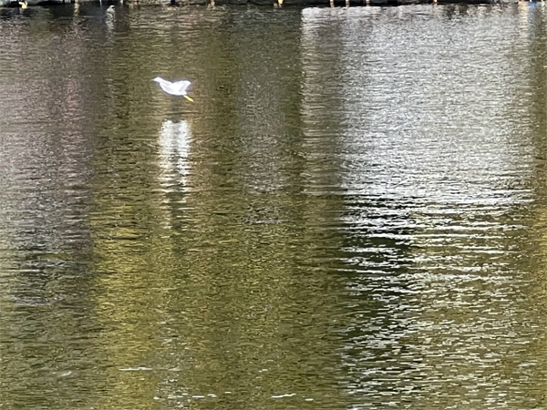 bird on the water