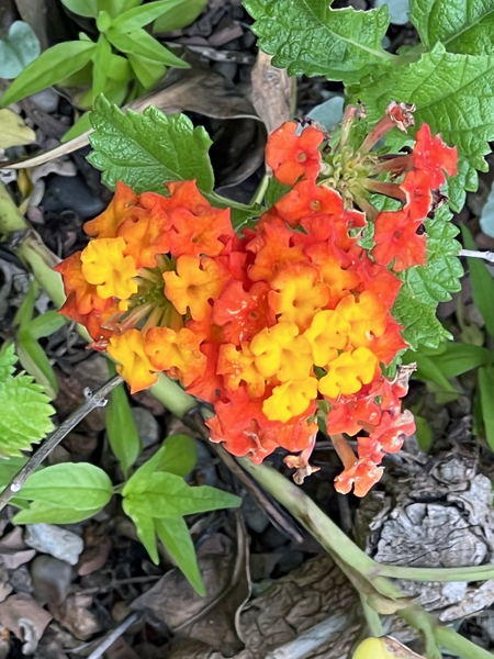 flowers at Chihauhaun Desert Nature Center