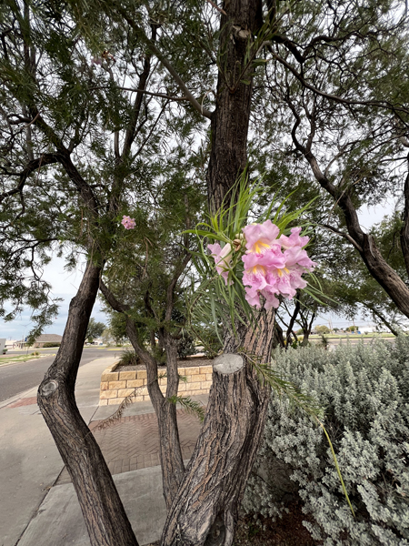 flower in a tree