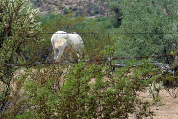 wild horse in Arizona