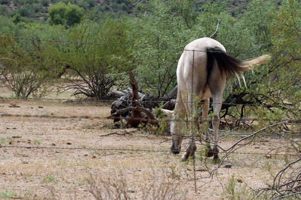 wild horse in Arizona