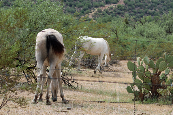 wild horses in Arizona
