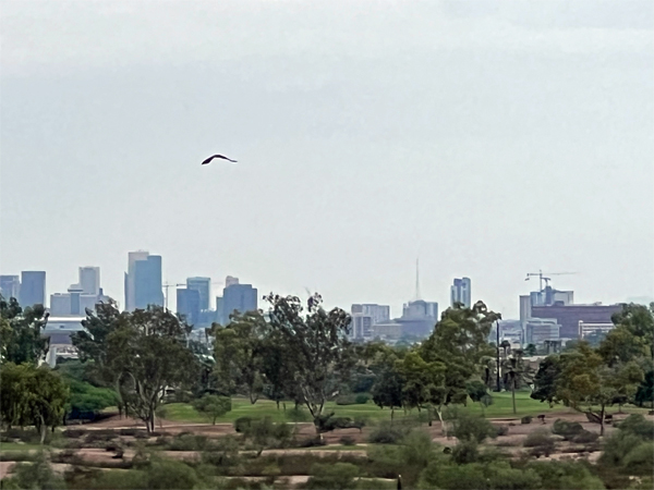bird over the city