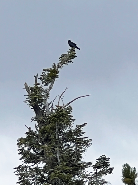 bird on a tree top