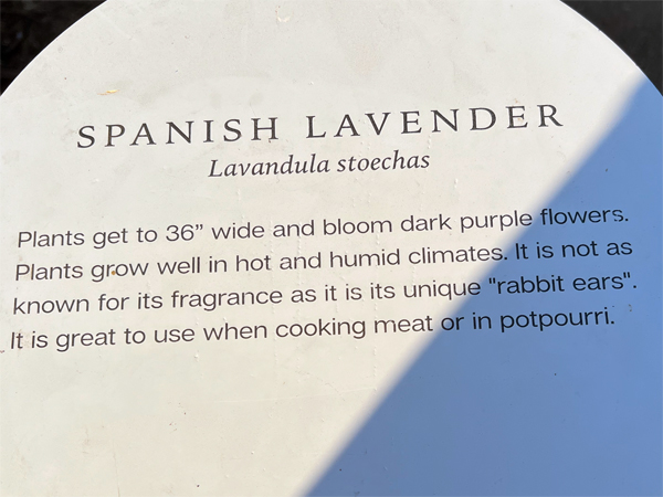 Spanish Lavender sign