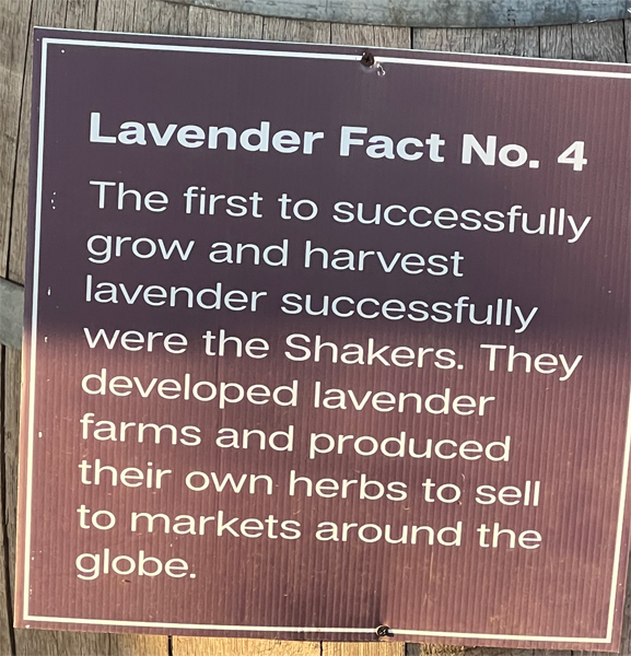 Lavender fact 4