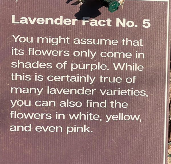 Lavender fact 5