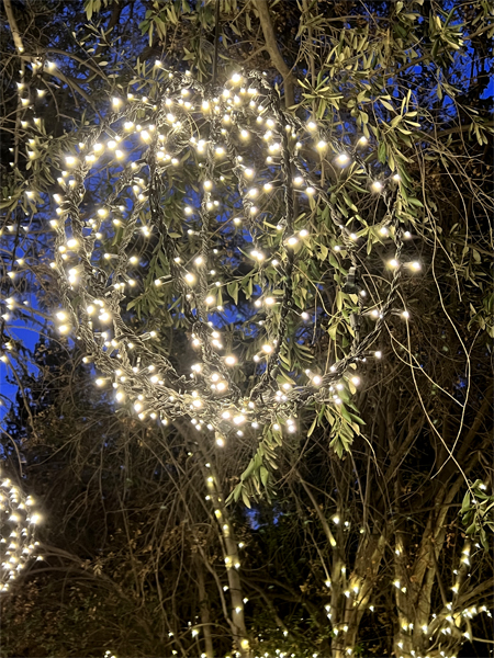 White lights in a tree
