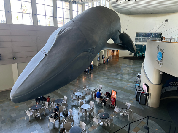 giant blue whale