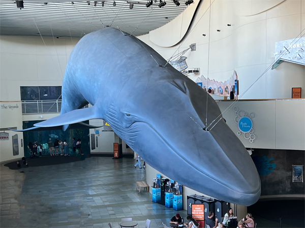 giant blue whale