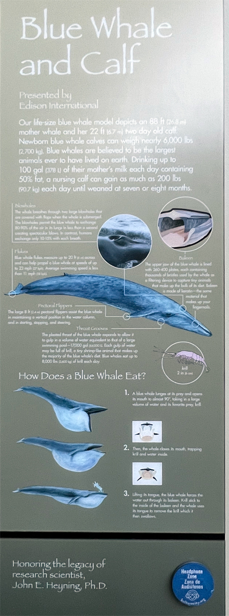 about Blue Whales and California