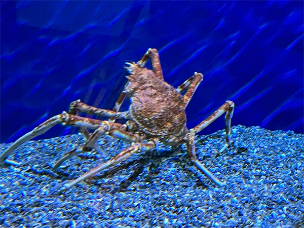 crab