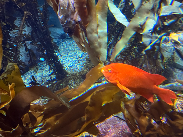 fish at The Aquarium of the  Pacific