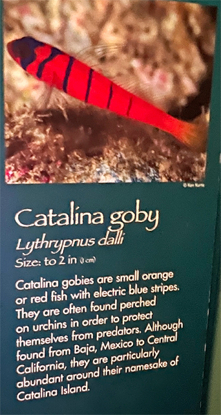 Catalina goby fish
