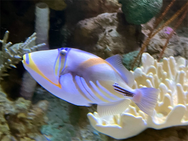 fish at The Aquarium of the Pacific