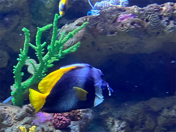 fish at The Aquarium of the Pacific