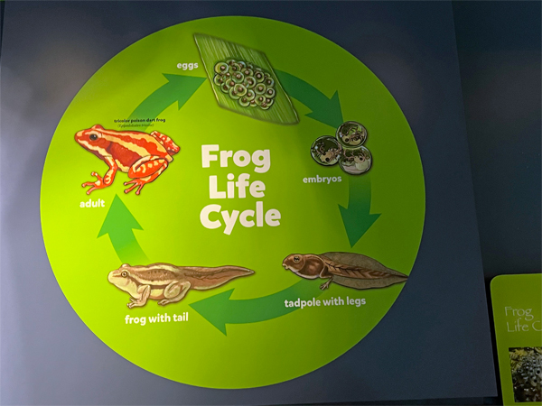 frog life cycle sign