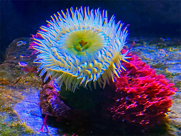 Sea anemon