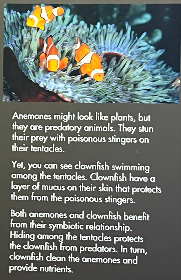 Anemone sign with two clown  fish