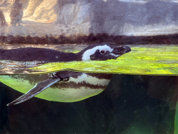 Magellanic Penguin swimming