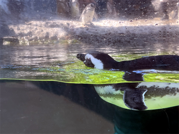 Magellanic Penguins swimming