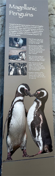 Magellanic Penguins sign